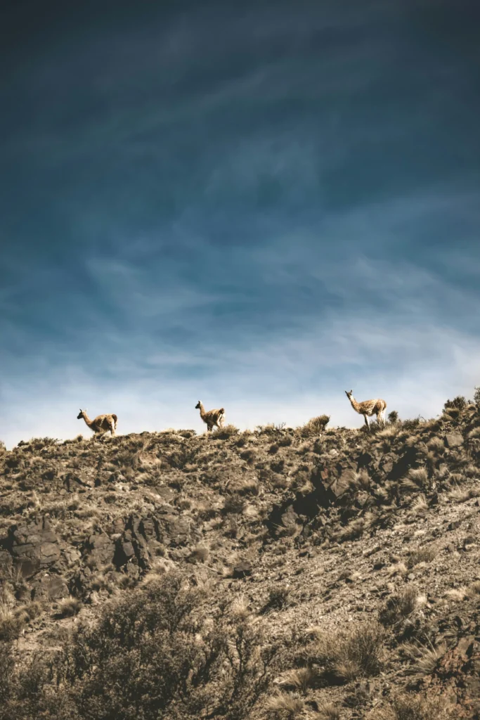 llamas