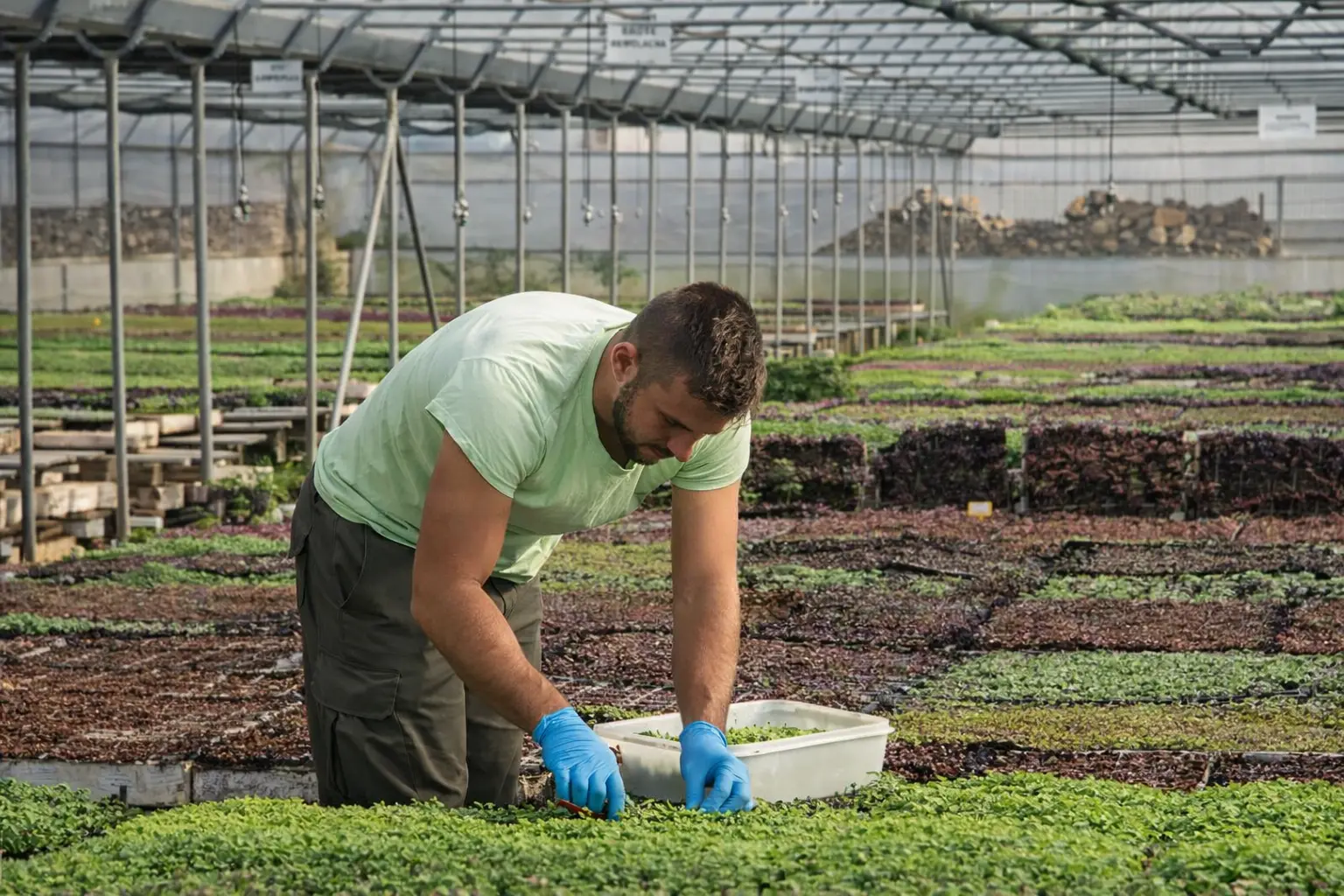 Invernadero de cultivo de microbrotes de Germinarte
